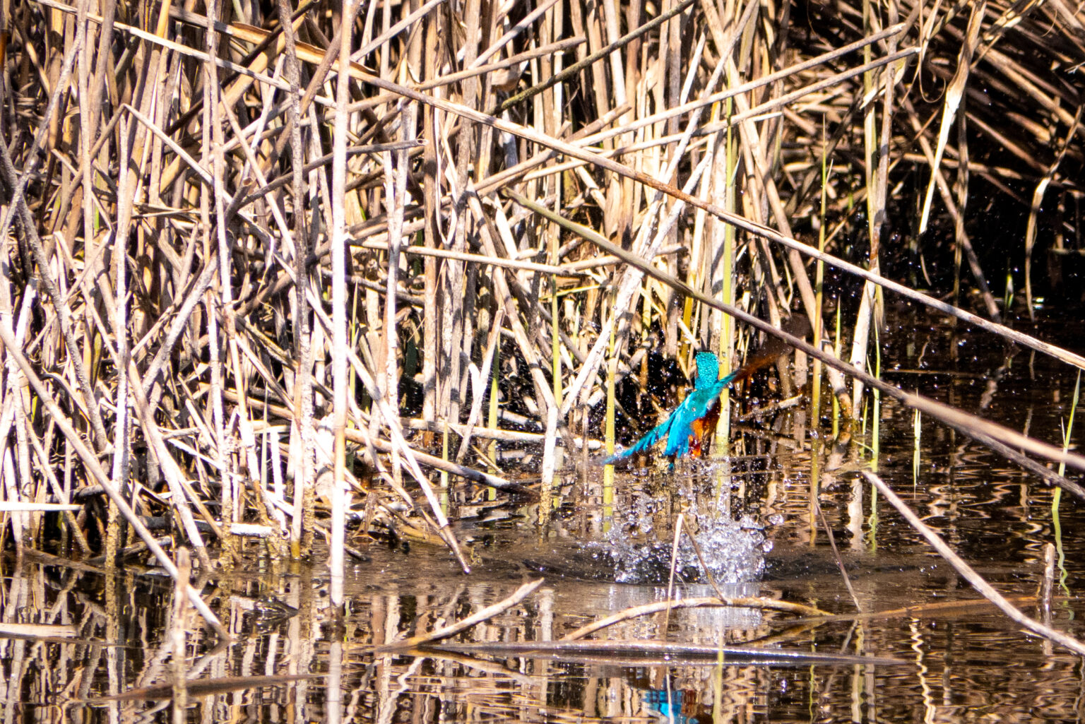 Kingfisher