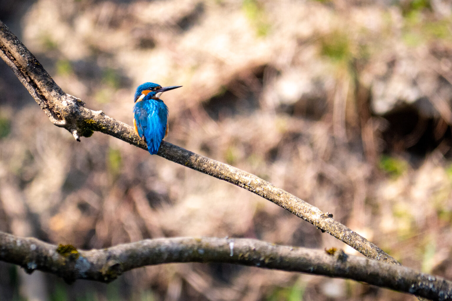 Kingfisher